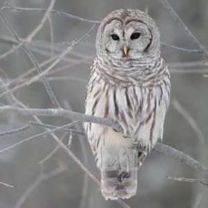 Meet your Posher, Cynthia